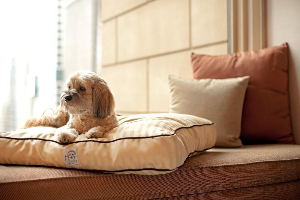 Hyatt Place Gurgaon Udyog Vihar Exterior foto A dog on a dog bed